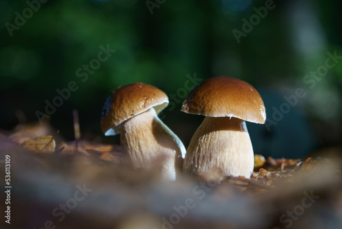 Cep is also known as cèpes or porcini. It is an edible mushroom and a real delicacy.