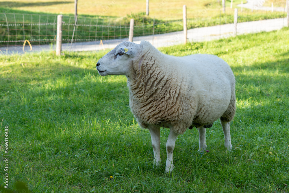 männliches Schaf Bock auf der Wiese männliches Schaf Bock auf der Wiese