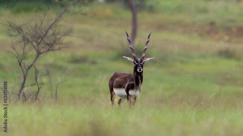 Fototapeta premium blackbuck (Antilope cervicapra), also known as the Indian antelope from Jayamangali Blackbuck Conservation Reserve