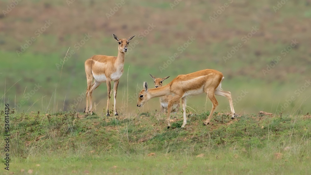 blackbuck (Antilope cervicapra), also known as the Indian antelope from Jayamangali Blackbuck Conservation Reserve blackbuck (Antilope cervicapra), also known as the Indian antelope from Jayamangali Blackbuck Conservation Reserve