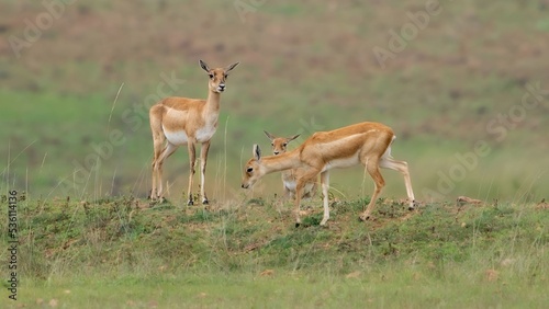 blackbuck (Antilope cervicapra), also known as the Indian antelope from Jayamangali Blackbuck Conservation Reserve