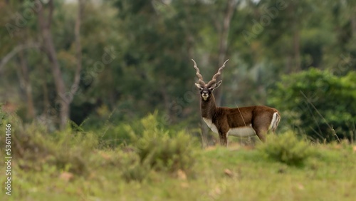 blackbuck  Antilope cervicapra   also known as the Indian antelope from Jayamangali Blackbuck Conservation Reserve