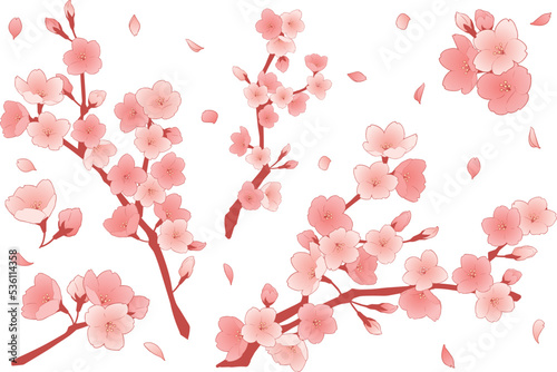 桜の花のイラストセット