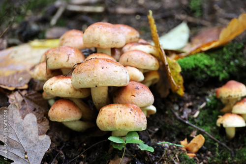 Hypholoma fasciculare, sulphur tuft or clustered woodlover. Group of poisonous mushrooms growing on a stump