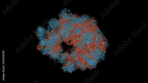The structure of the eukaryotic ribosome. Ribosomes translate genetic information encoded by messenger RNA into proteins. Scientifically accurate 3D model. photo