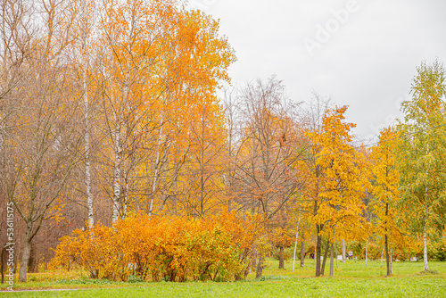 Natural autumn fall view of trees with yellow orange leaf in forest or park. Trees with colorful foliage during autumn season. Inspirational nature in october or september. Change of seasons concept