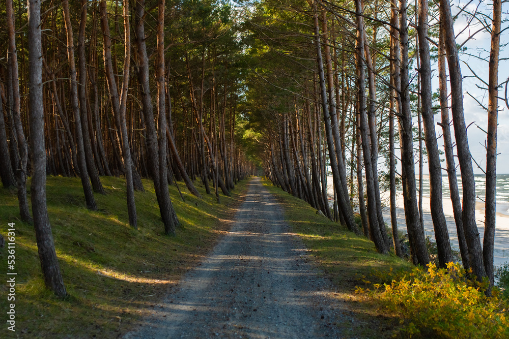 Obraz premium Ścieżka rowerowa las Mierzei Wiślanej
