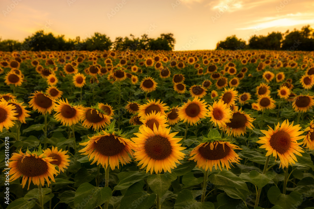 Obraz premium Sonnenblume