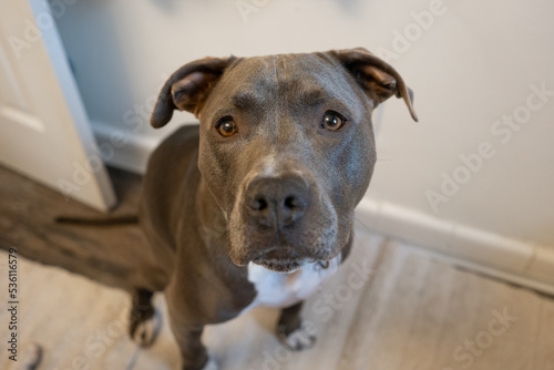 pitbull puppy gets a close up head shot with a shallow depth of field