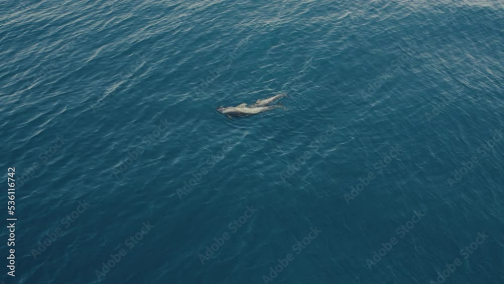 Dolphins swimming in wavy sea water in daytime Dolphins swimming in wavy sea water in daytime