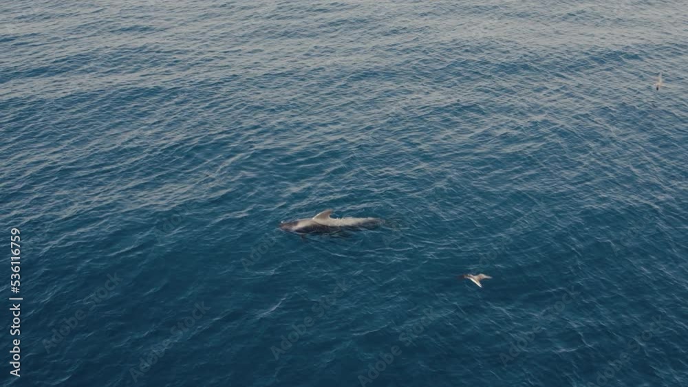 Dolphins swimming in wavy sea water in daytime Dolphins swimming in wavy sea water in daytime