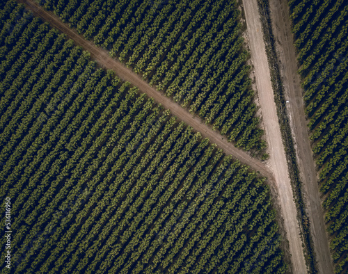 Aerial view from Olive groves and their tracks, for planting and collecting olive oil.