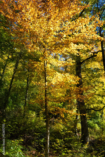 Ocher colors of autumn in the forest present a most picturesque landscape. Collsacabra, Catalonia, Spain