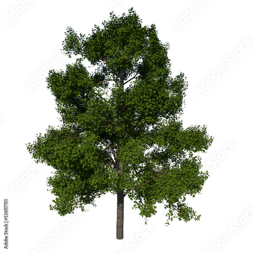 Front view tree ( American sweetgum storax tree 1 ) png 