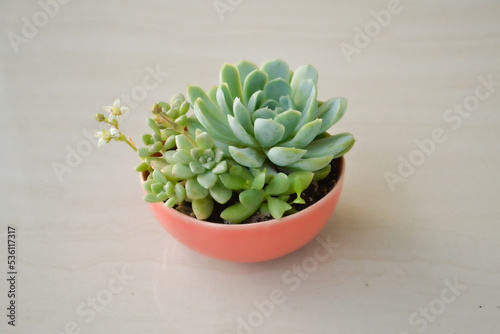cactus in a pot photo