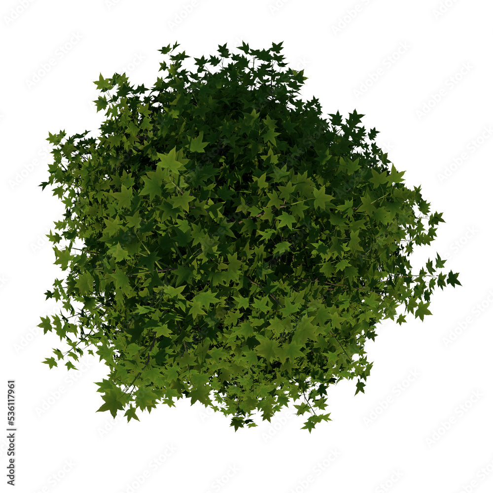 Obraz premium Top view tree ( Young American sweetgum storax tree 1 ) png