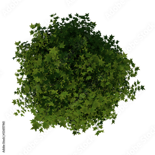 Top view tree ( Young American sweetgum storax tree 1 ) png