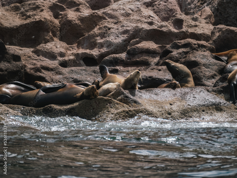 Fototapeta premium Sea lions sleeping, Baja California, Mexico