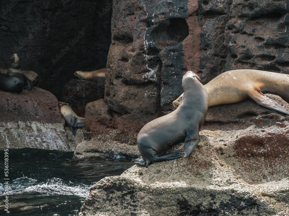 Obraz premium Sea lions sleeping, Baja California, Mexico