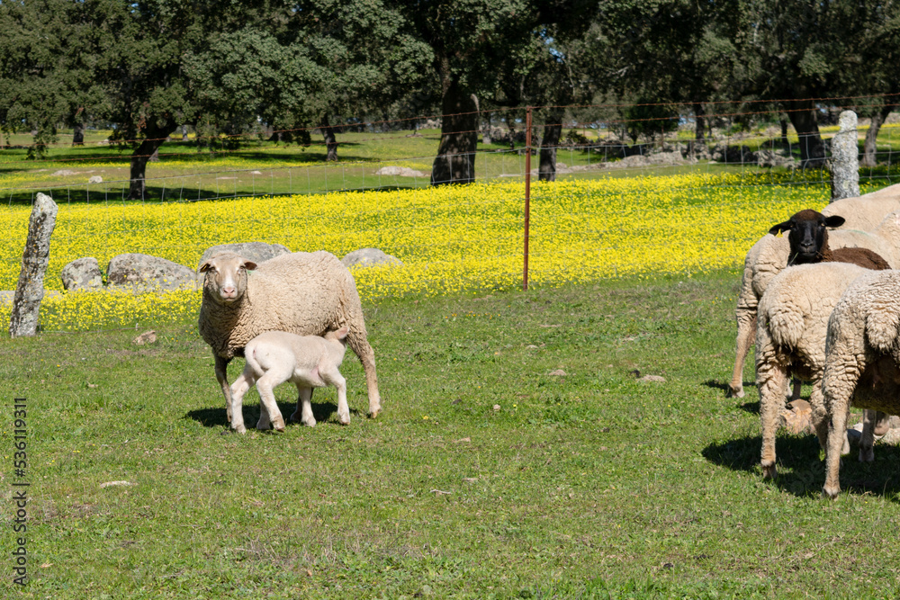 Obraz premium cordero toma leche de su madre junto al rebaño y una oveja negra