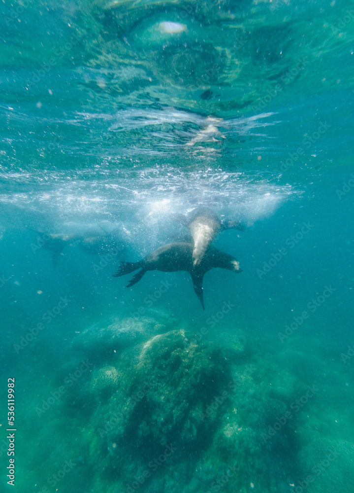 Sea lions underwater,  Baja California, Mexico