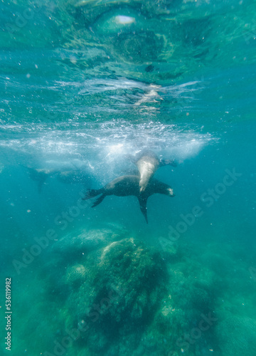 Sea lions underwater   Baja California  Mexico