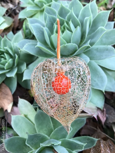 Physalis