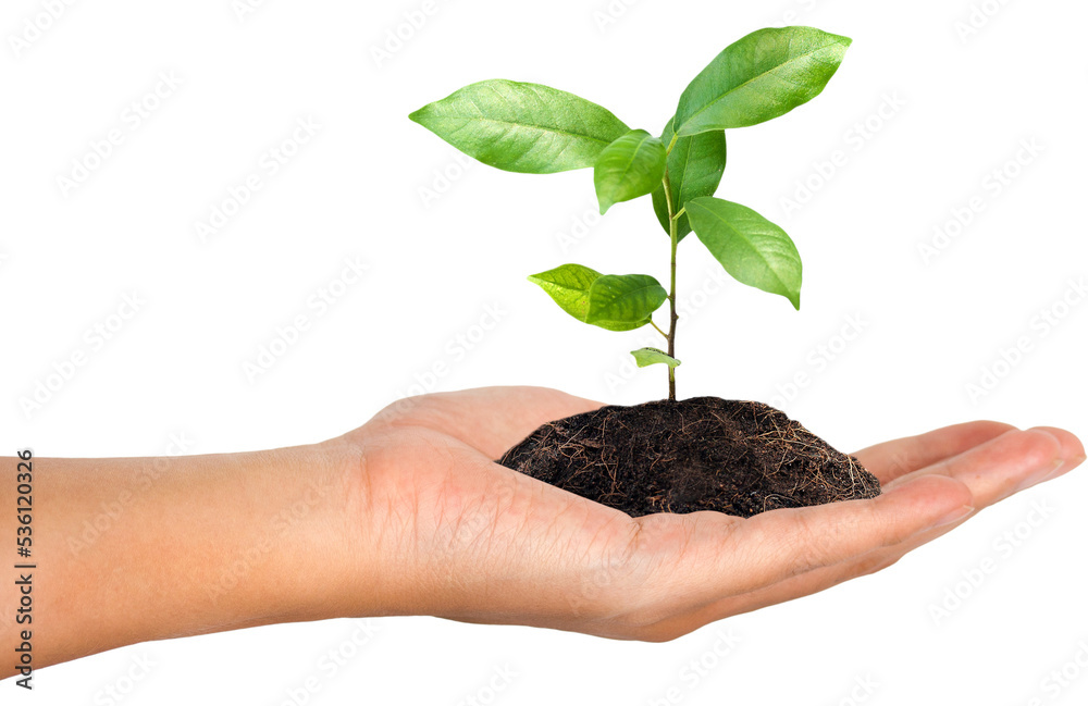 Plant in the hand