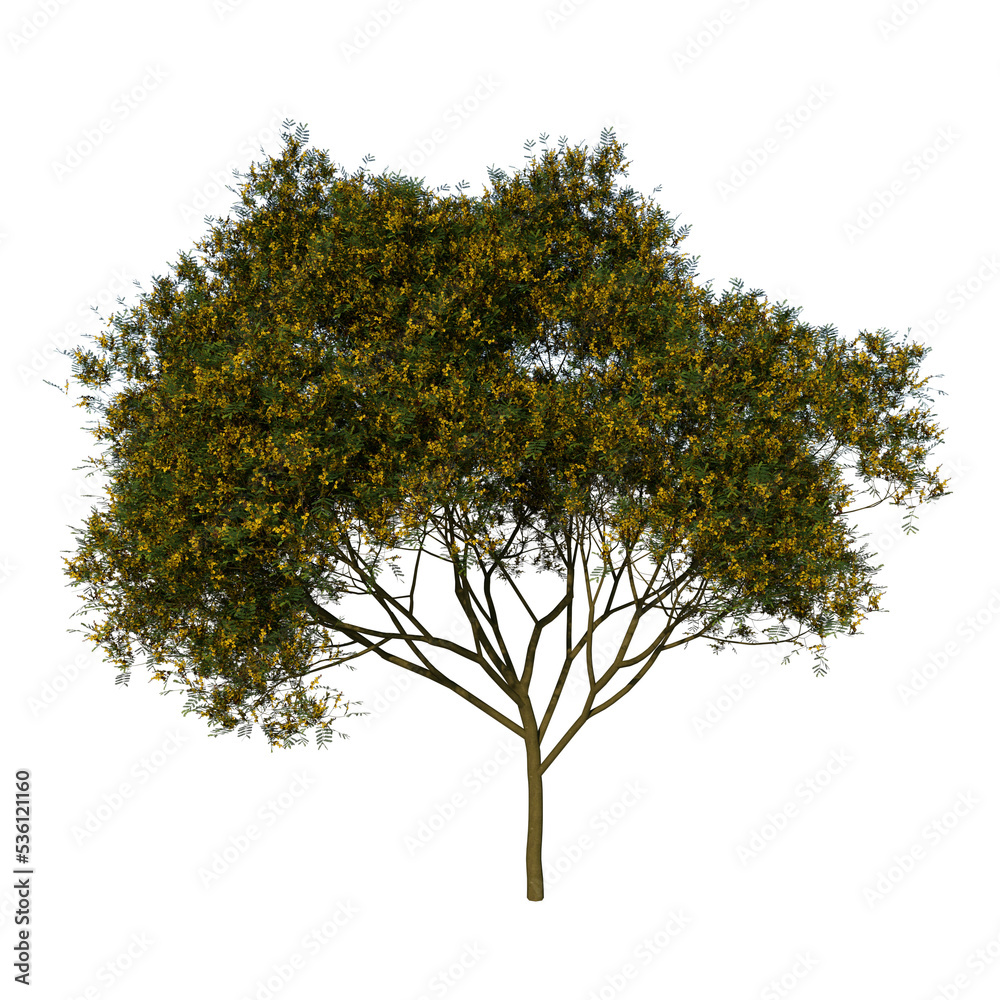 Fototapeta premium Front view tree ( Adolescent Yellow Flamboyant tree 1 ) png