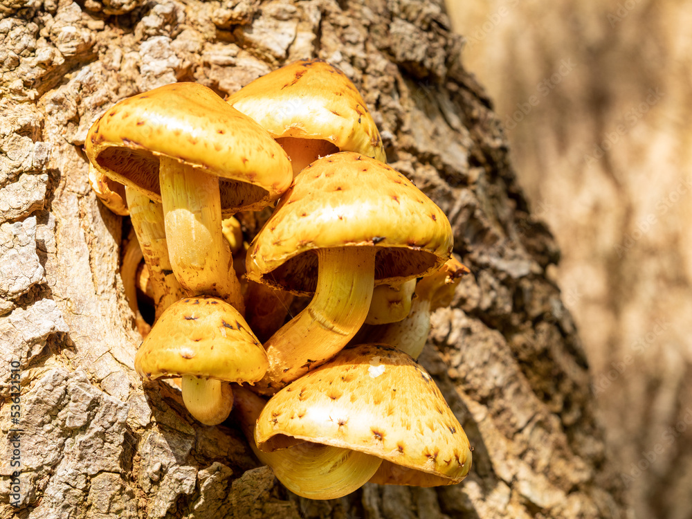 A bunch of mushrooms germinated in a tree. A bunch of mushrooms germinated in a tree.