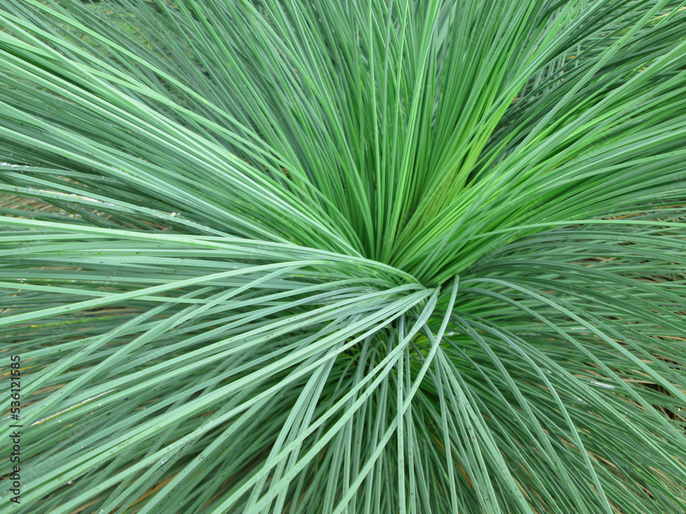 Green grass swish Green grass swish