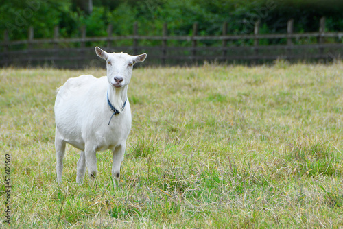 White goat stood in a field