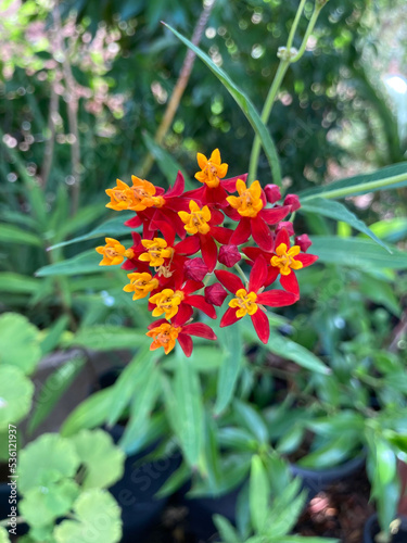 Asclépiade, fleur