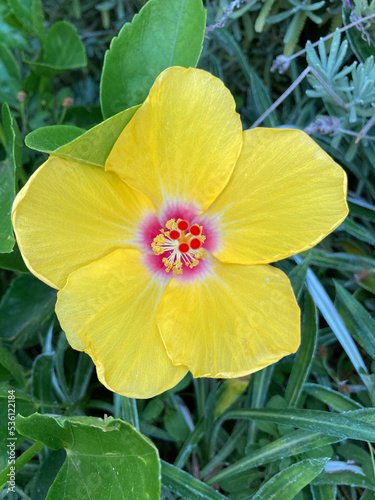hibiscus, fleur