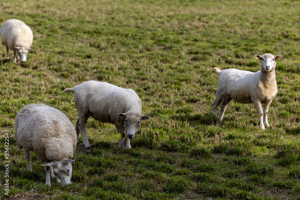 Fototapeta premium Maribo, Denmark Sheep grazing in a field.