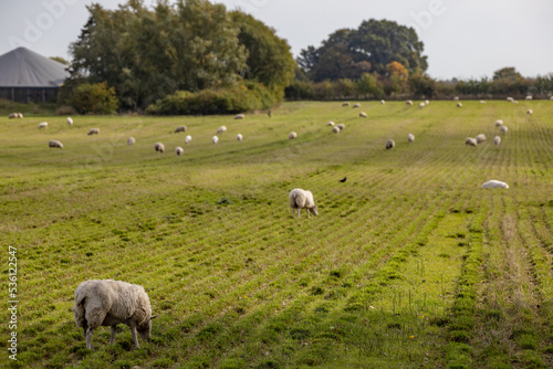 Maribo, Denmark Sheep grazing in a field.