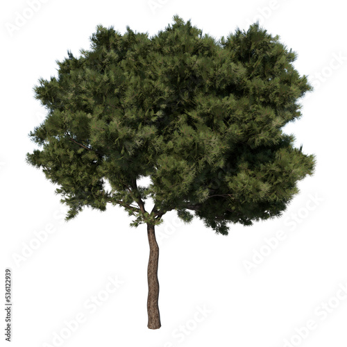 Front view tree ( Young Calabrian pine tree 3 ) png