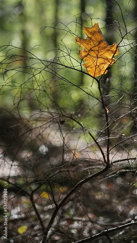 Wallpaper Mural Ein orange gefärbtes Blatt von Sonne durchleuchtet, zwischen sehr dünne Ästen. Torontodigital.ca