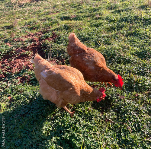 Poules