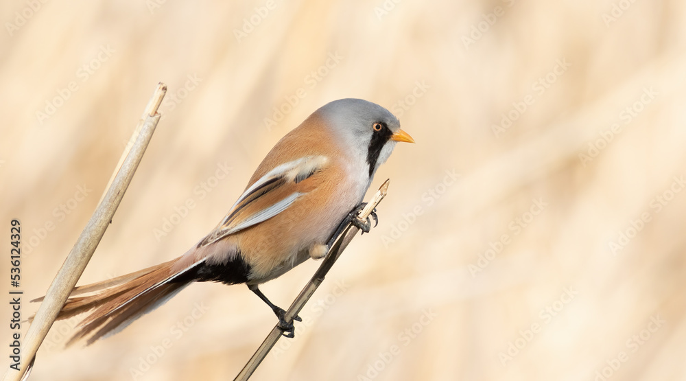 Bearded reedling, Panurus biarmicus. The male sits on a reed stalk on the riverbank Bearded reedling, Panurus biarmicus. The male sits on a reed stalk on the riverbank