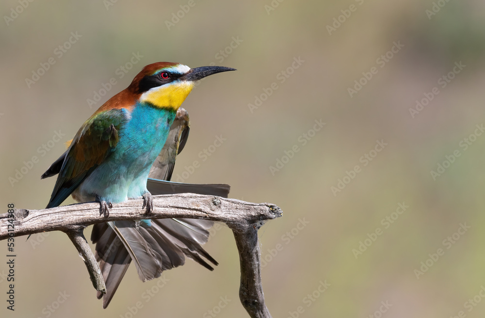 European bee-eater, Merops apiaster. A bird sits on a branch and spreads its wings