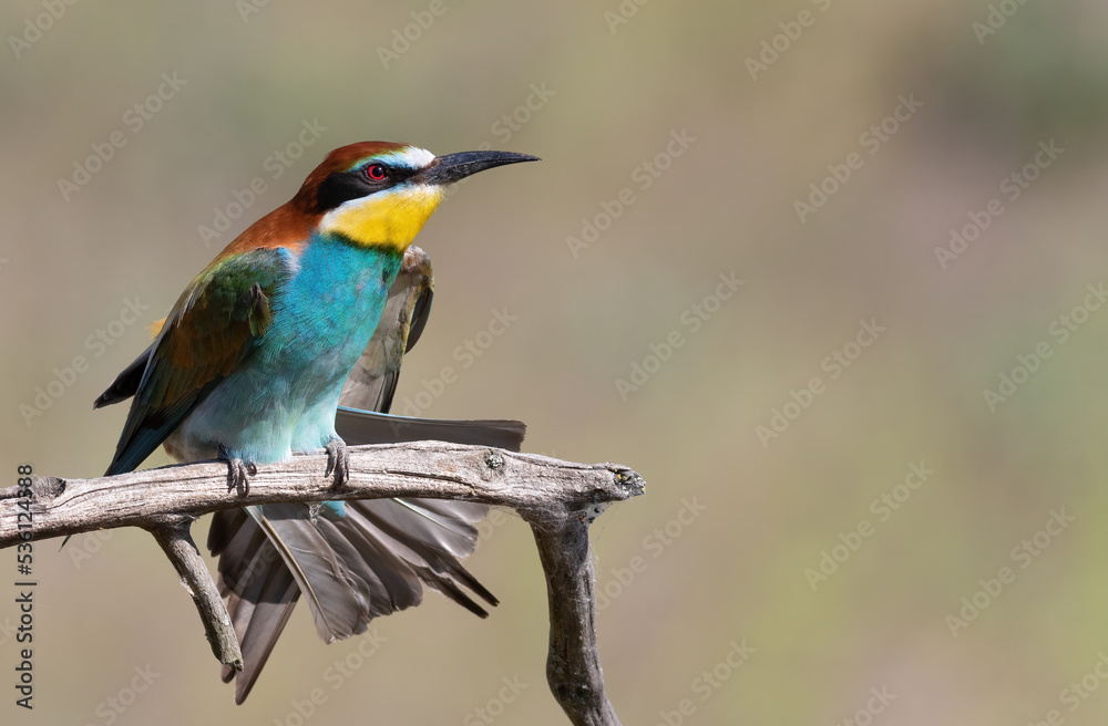 European bee-eater, Merops apiaster. A bird sits on a branch and spreads its wings European bee-eater, Merops apiaster. A bird sits on a branch and spreads its wings
