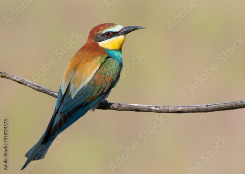 European bee-eater, Merops apiaster. A colorful bird sits on a thin branch