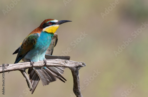 European bee-eater, Merops apiaster. A bird sits on a branch and spreads its wings © Юрій Балагула