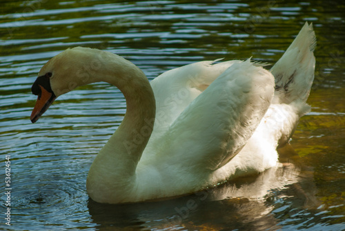 cisnes photo