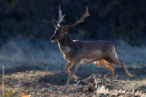 The wild european fallow deer male, Dama dama, roaring during autumn rut at the edge of forest meadow. Natural environment, wild animal.