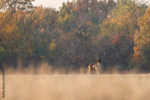 The wild european fallow deer male, Dama dama, roaring during autumn rut at the edge of forest meadow. Natural environment, wild animal. © Silviu