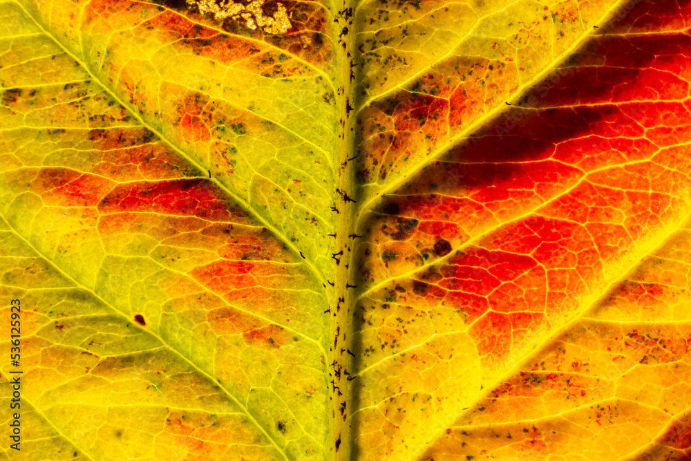 Obraz premium Closeup autumn fall extreme macro texture view of red orange wood sheet tree leaf glow in sun background. Inspirational nature october or september wallpaper. Change of seasons concept