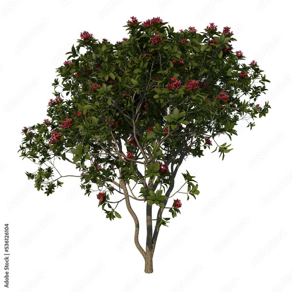 Front view tree ( Franchipan Plumeria Rubra tree 3 ) png 