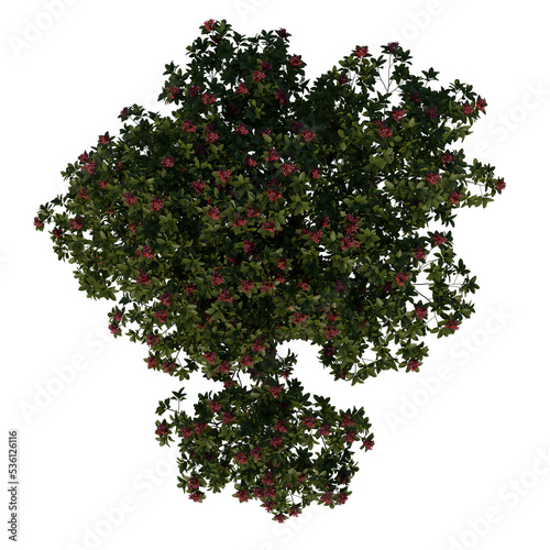 Top view tree ( Franchipan Plumeria Rubra tree 3 ) png 